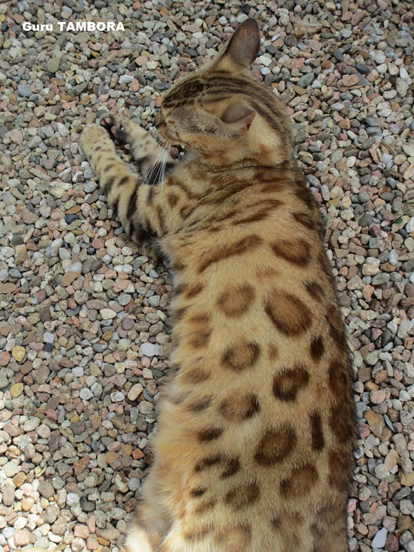 CHAT BENGAL